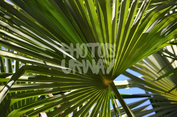 Palm Tree Closeup