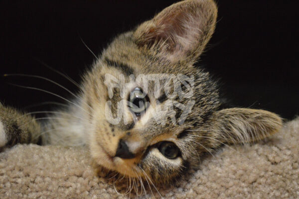 Curious Eyes
