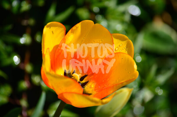 Golden Bloom