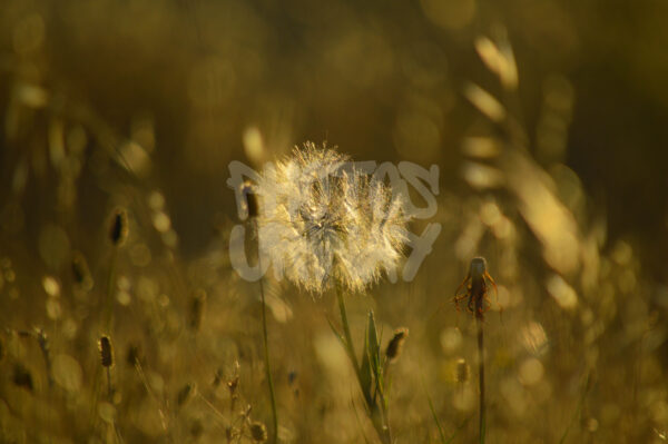 Golden Whispers