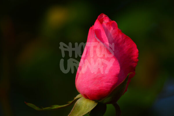 Kissed Roses