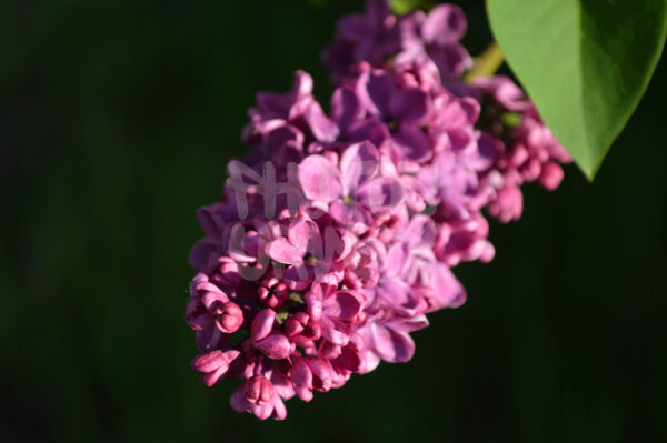 Lilac Dreams
