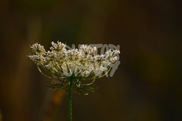 Nature’s Perfume
