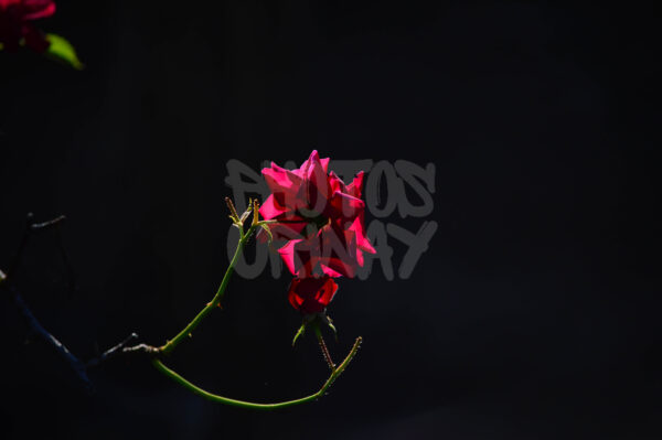 Petaled Perfection