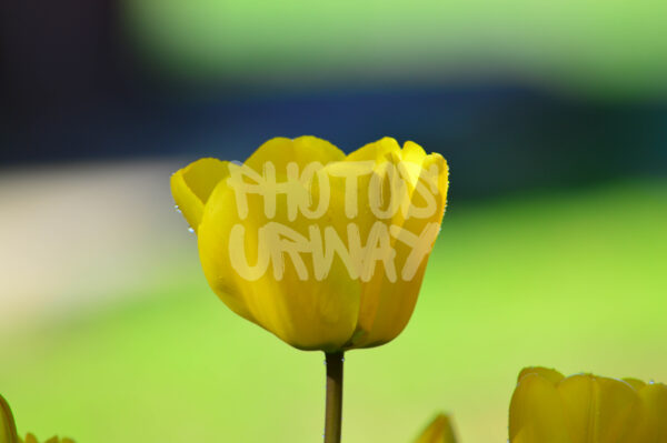 Radiant Bloom