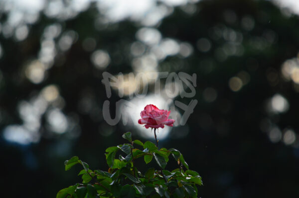 Soft Glow of Nature