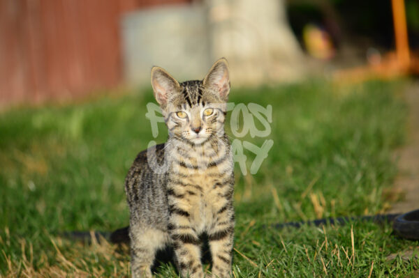 The Watchful Kitten