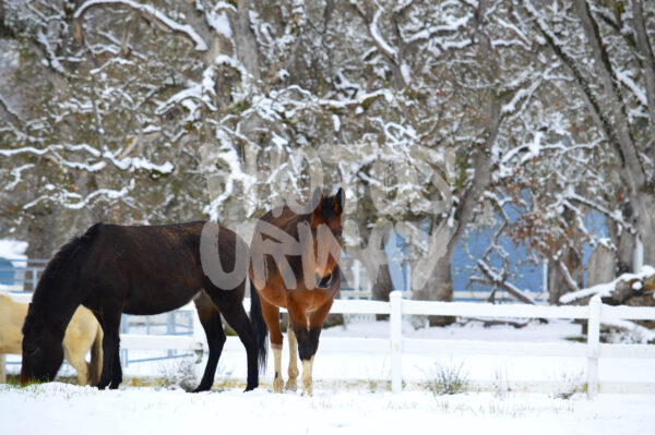 Timeless Horsepower
