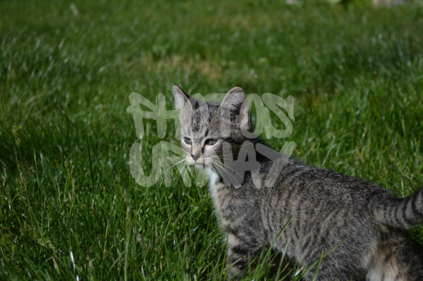 Whiskered Wanderer