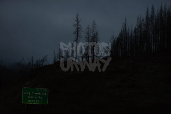 Whispers of the Forest