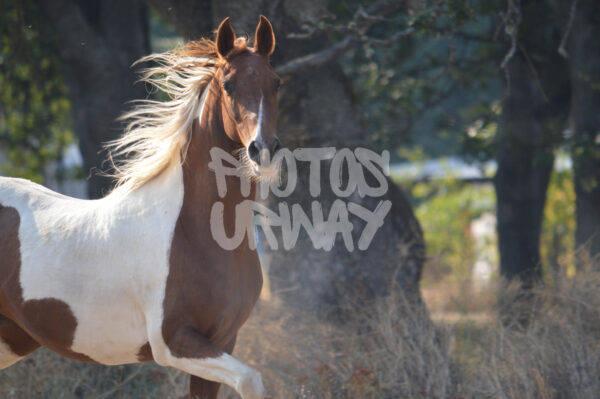 Wild Heart